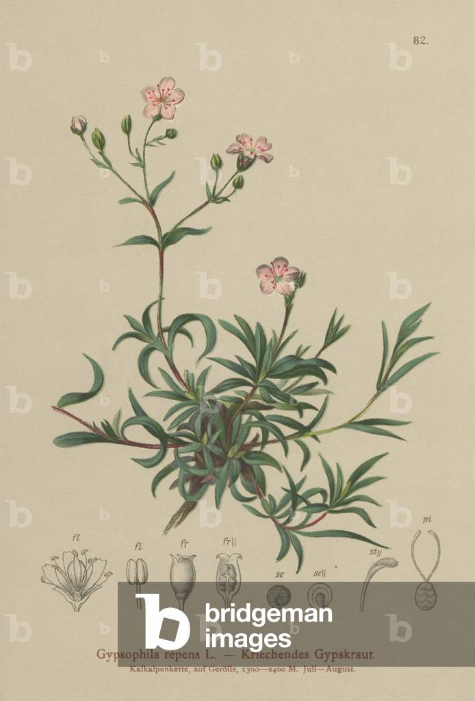 Creeping Baby's Breath (Gypsophila repens) (colour litho)