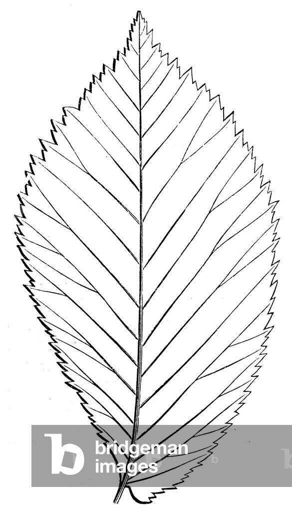 Elm: Leaf