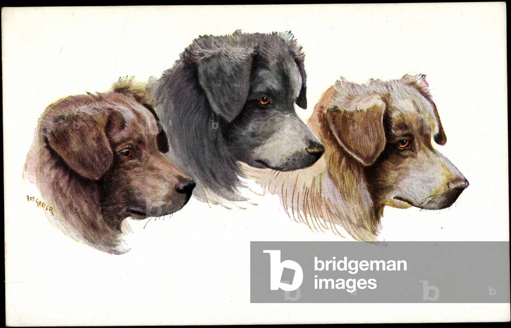 Artist Jos. Gaber, Three Dog Snout, Brown, Black
