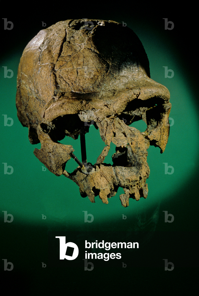 Dawn of Humans; The First Steps, Homo ergaster, KNMER 3733, 1.8 to1.4 million years a…, 2008 (photo)