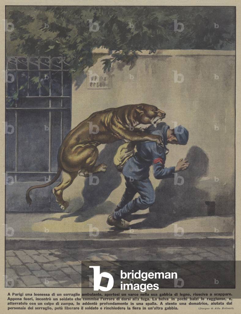 A soldier attacked on a Paris street by a lioness that escaped from a menagerie (colour litho) by Aldo Molinar