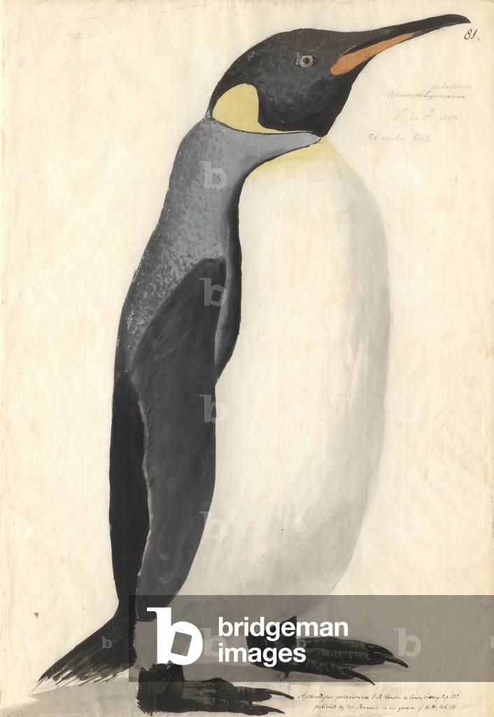 Bild von Zeichnung "Aptenodytes patagonicus" von Georg Forster, b/w