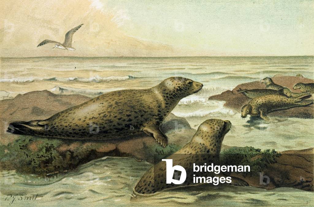 Image of Print depicting Leopard-Seal