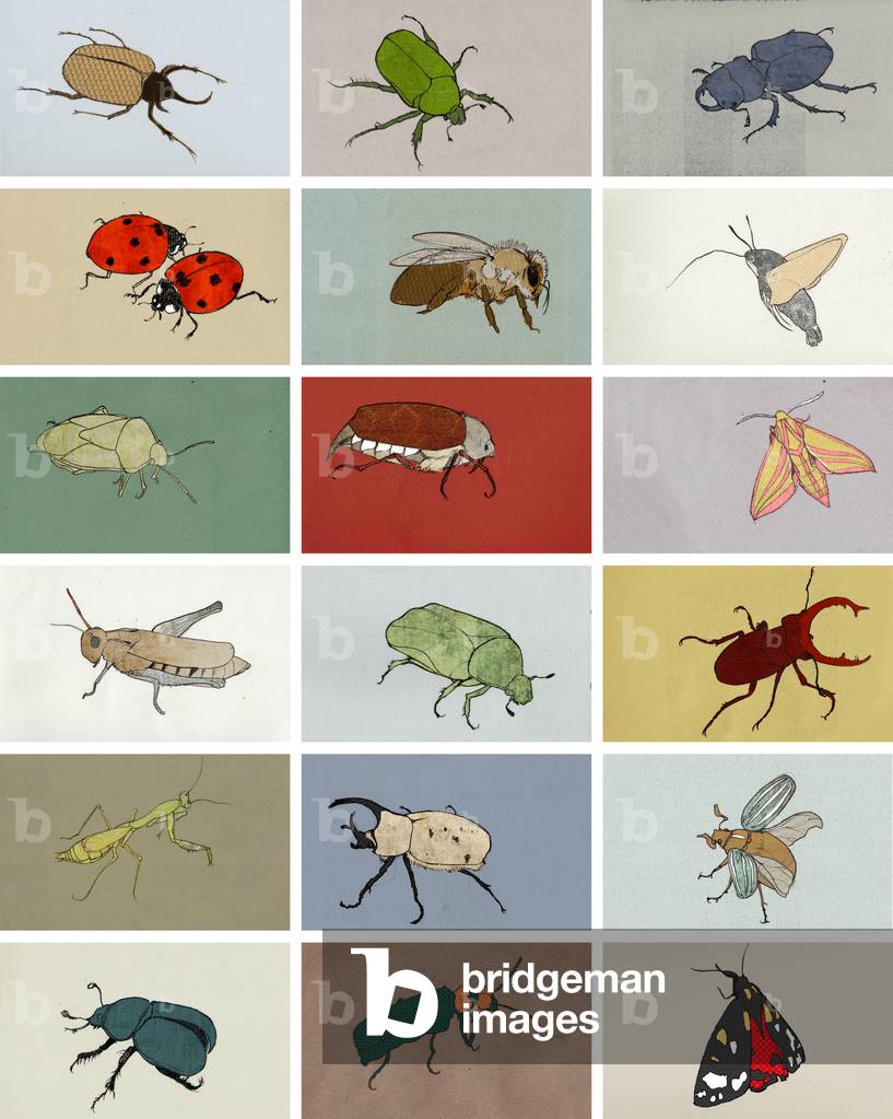 Insekten, 2012 (digitale Abbildung)