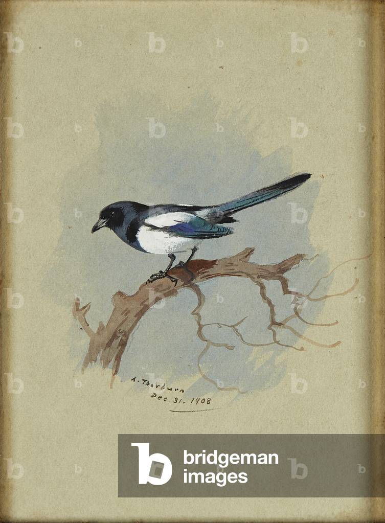Immagine di Disegno "Gazza su un ramo (inchiostro & w/c)" di Archibald Thorburn