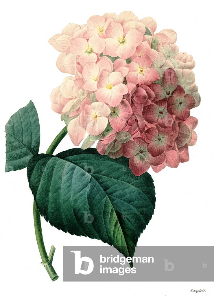 Image of Painting depicting Bigleaf hydrangea (Hydrangea macrophylla) 1827