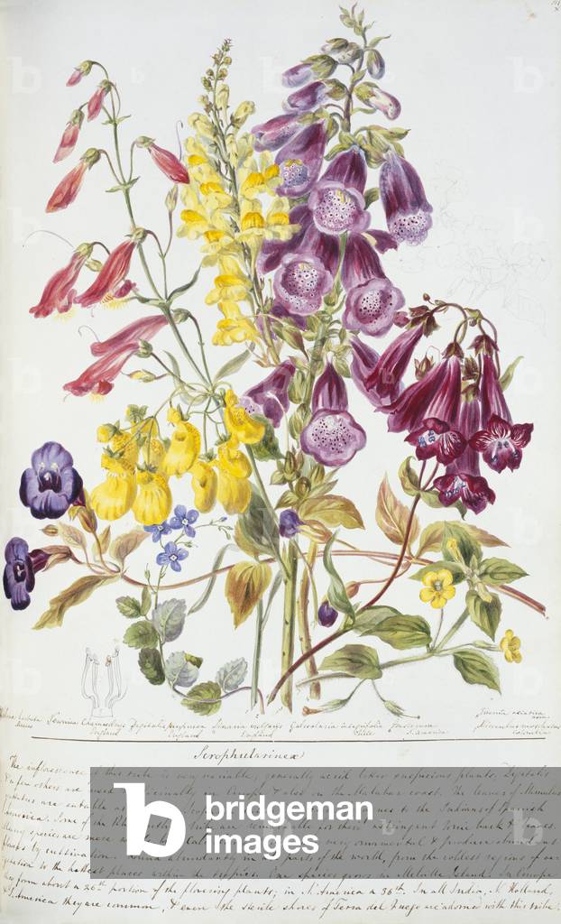 Scrophulariaceae