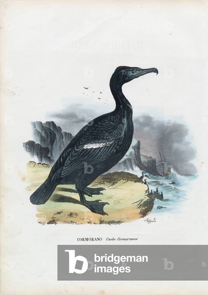 "Cormorano", 1863-79 di Raimundo Petraroja