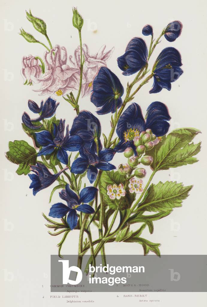 "Blühende Pflanzen von Großbritannien: Common Columbine" von English School