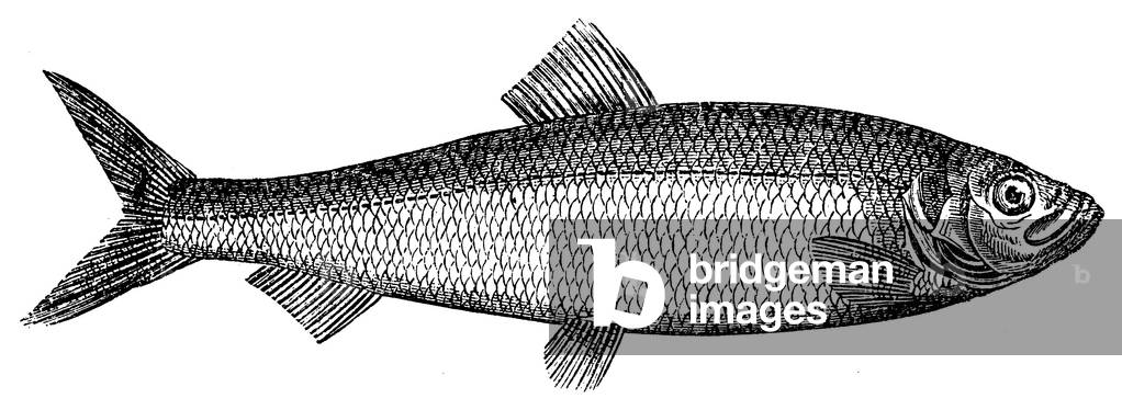 Image of Engraving depicting Herring, b/w