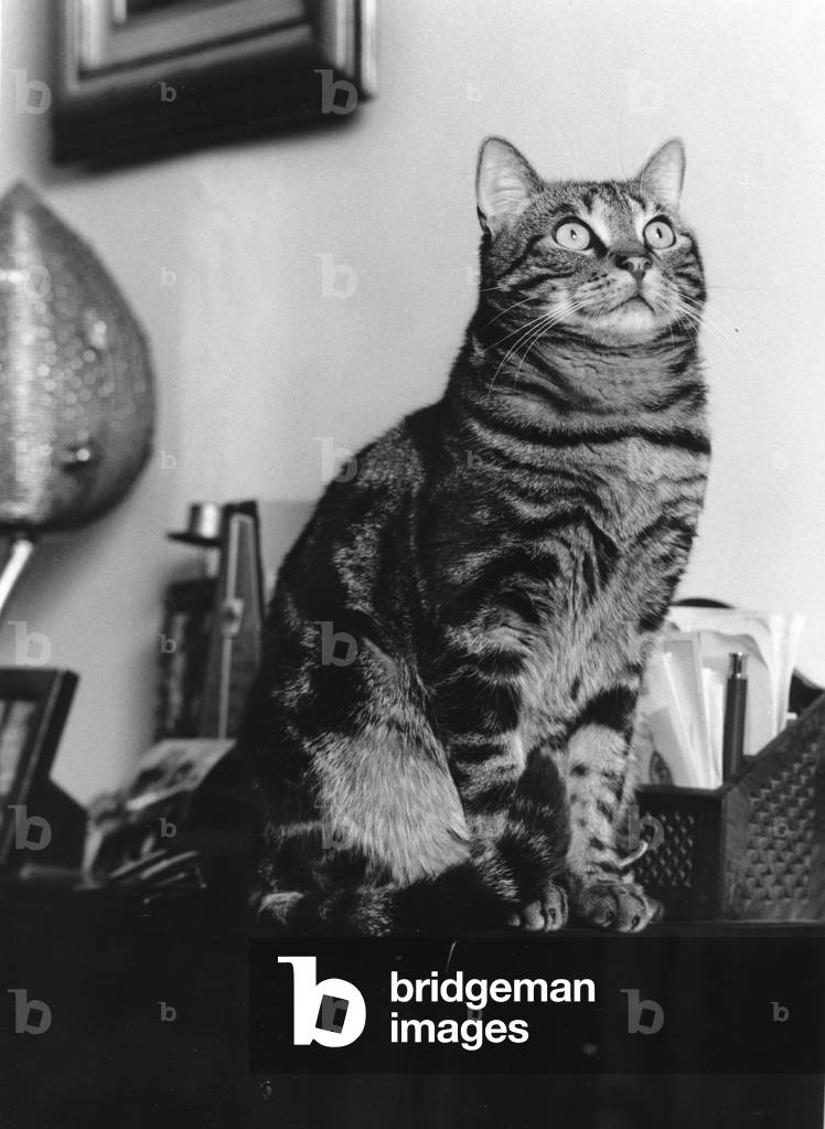 Immagine di Fotografia "Gatto (foto b/n)" di Louis Monier