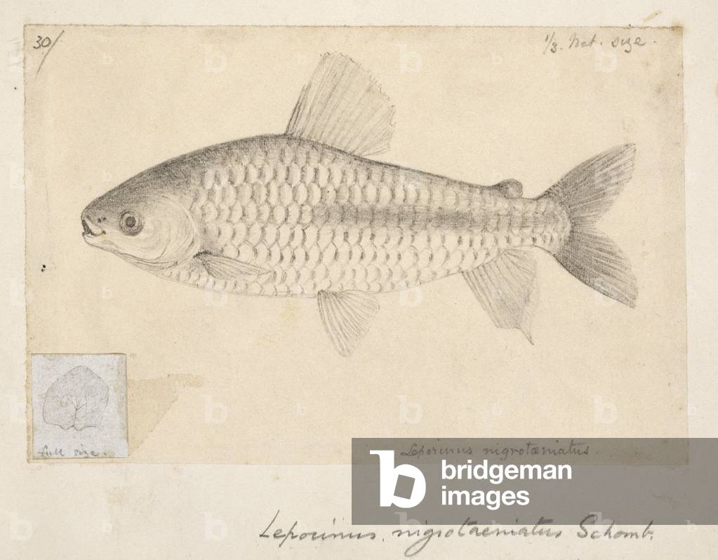 Chalceus nigrotaeniatus