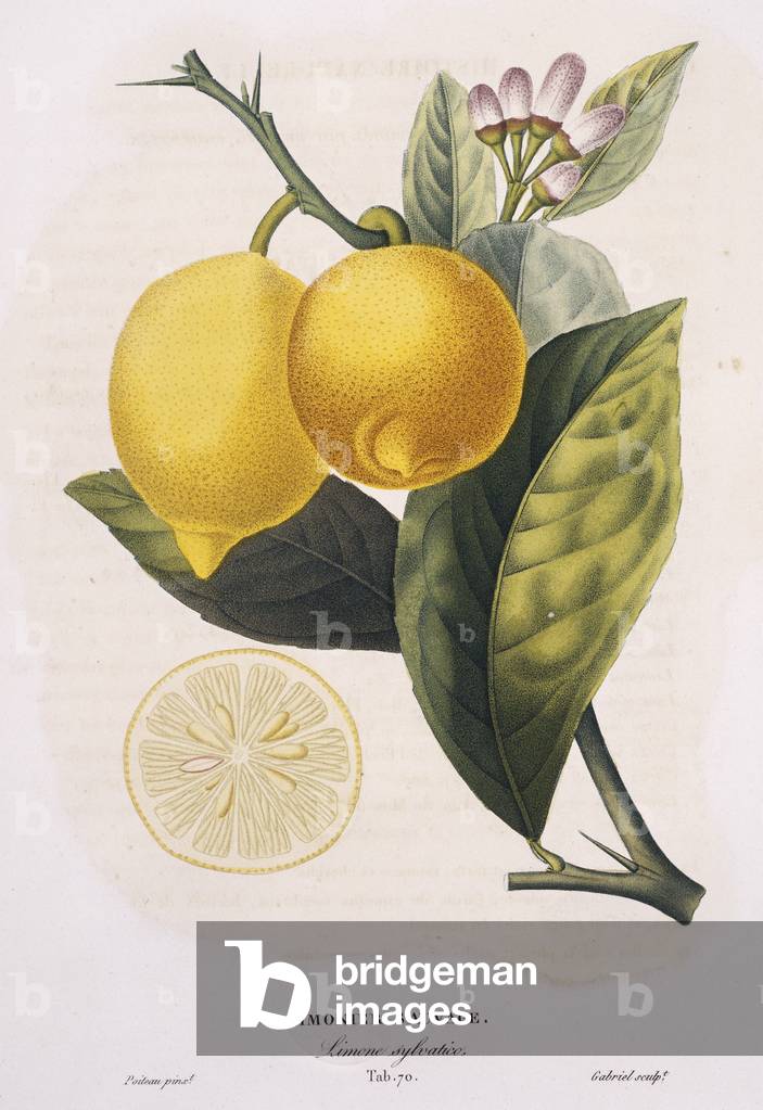 Limoniersauvage