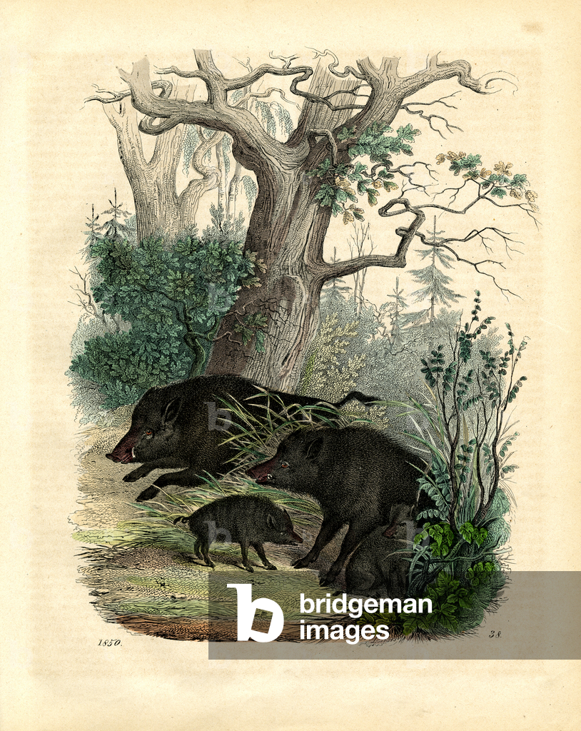 Bild von Druck "Wildschweine im Waldhabitat (Stich)" 1842