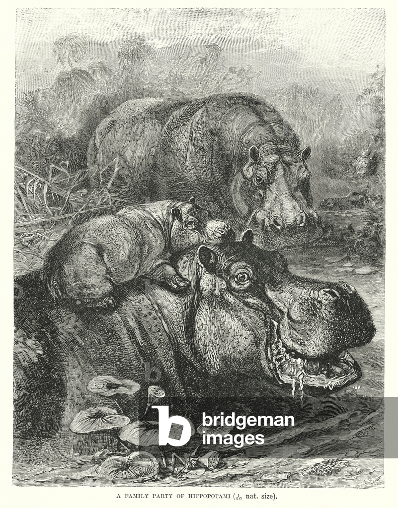 Bild von Gravur "Nilpferd (Gravur)" 1801 von European School