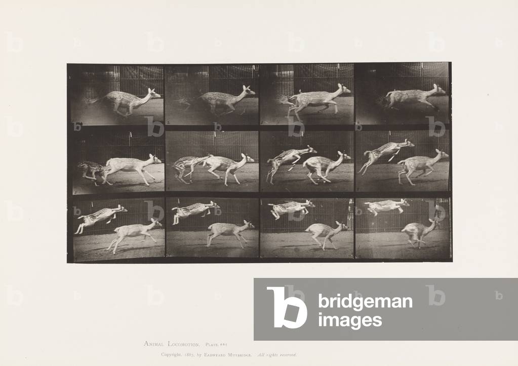 Immagine di Fotografia "Targa 691. Fallow Deer; Doe; Galoppo; e Kid; Salto" 1885 di Eadweard Muybridge, b/w