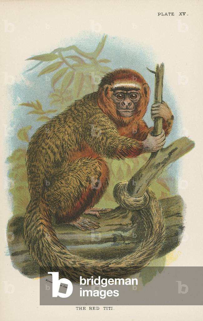 The Red Titi (colour litho)