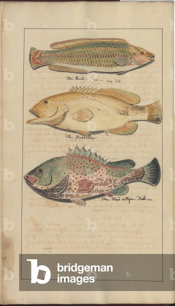 Lindsay Drawings Vol. VII, 4, 1760-1780s (senza carta)