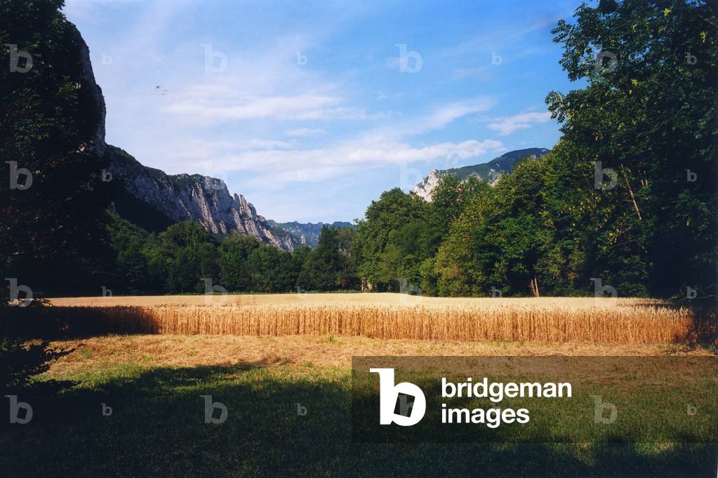 Champ de Ble