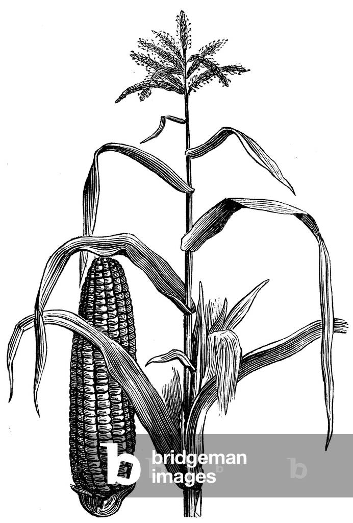 Image of Engraving depicting Corn, b/w