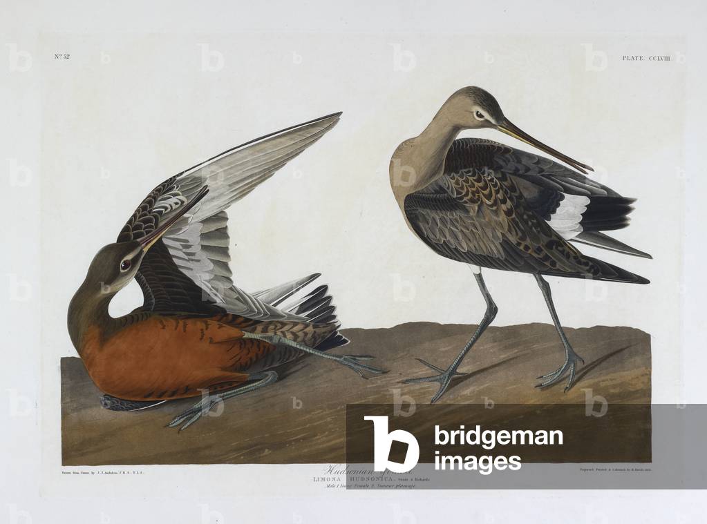 "Hudsonian godwit. Männlich jung. Weiblich. Sommerplumage."