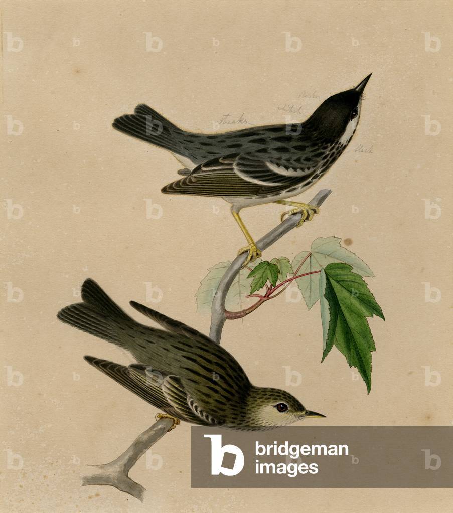 Blackpoll Warbler (mit Tinte auf Papier)