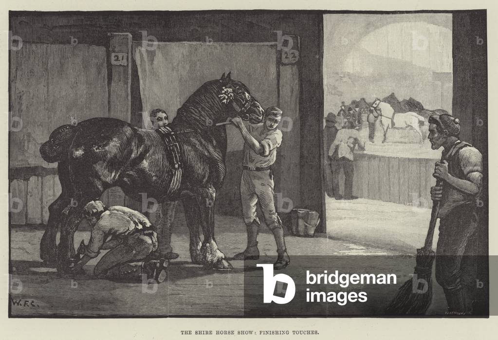 il shire cavallo mostra, finitura tocchi (incisione)