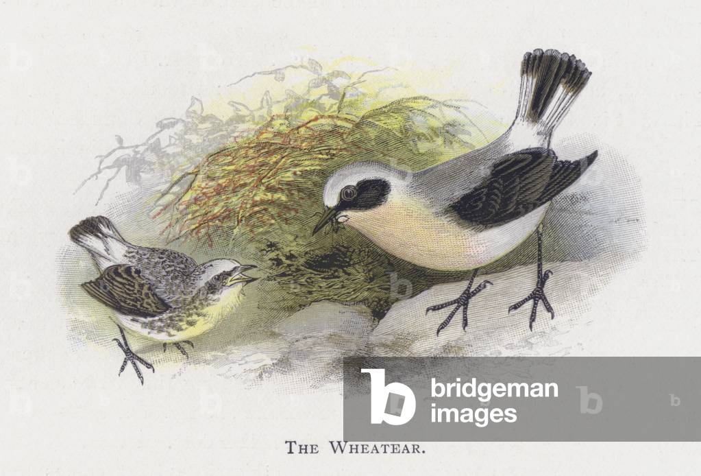 "Il Wheatear (cromolito)" di Alexander Francis Lydon