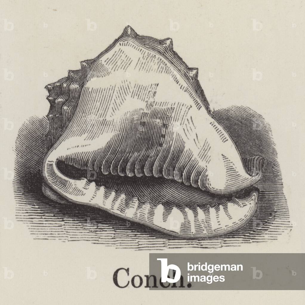 "Conch (Gravur)" von English School
