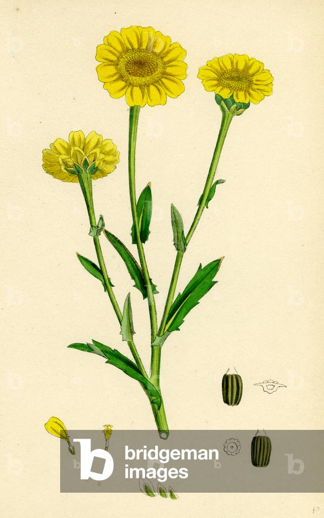 Image of Engraving depicting Chrysanthemum Segetum Corn Marigold