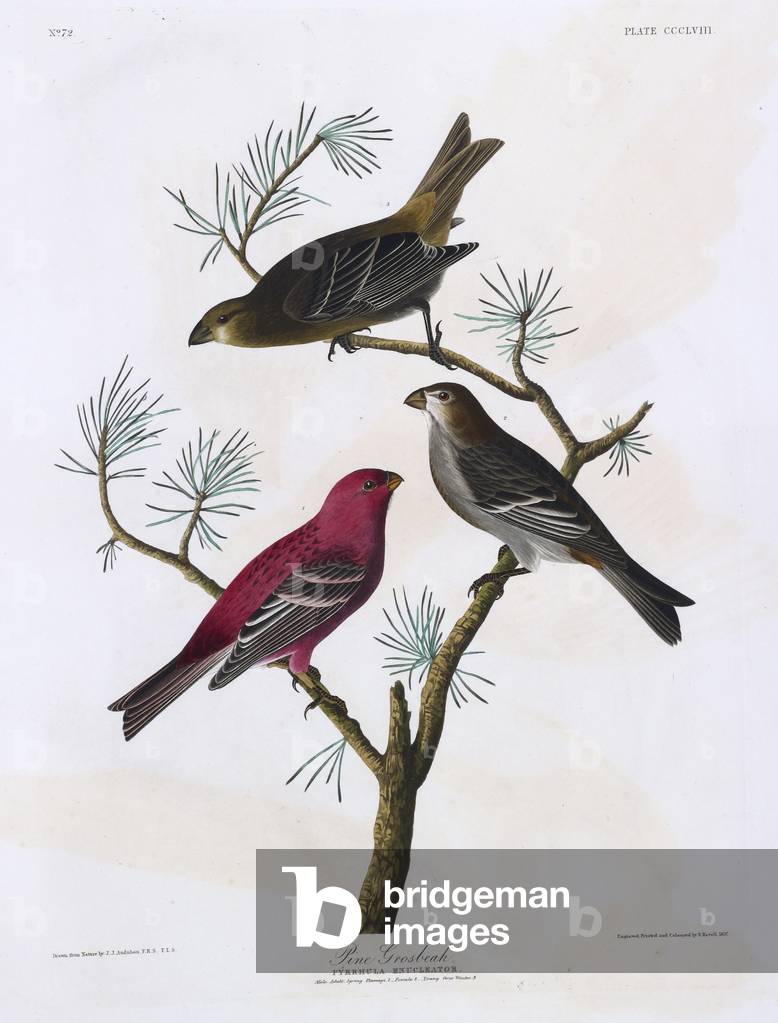 "Tre piccioni. Illustrazione a colori di Audubon; Pine Grosbeak."