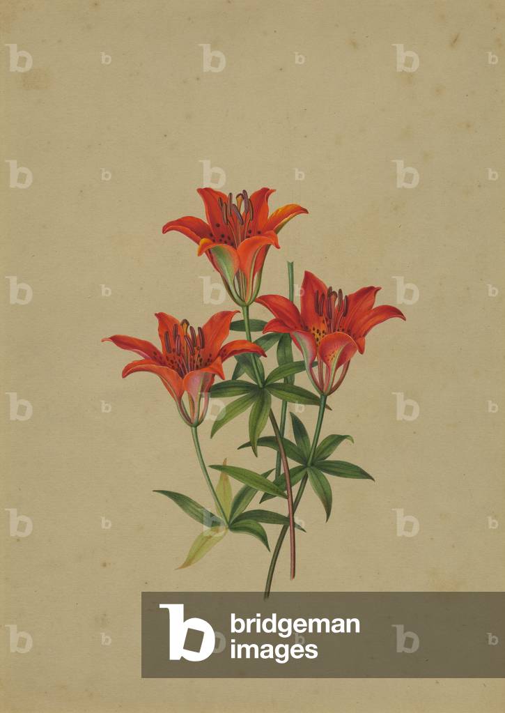 Giglio di Legno (senza carta)