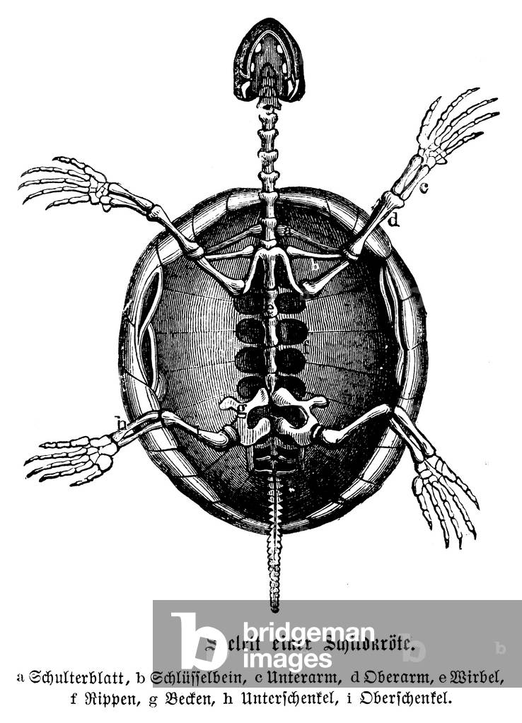 Bild von Gravur "Schildkröte: Skelett", b/w