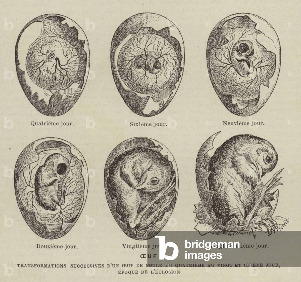 "Oeuf (Gravur)" 1801 von French School