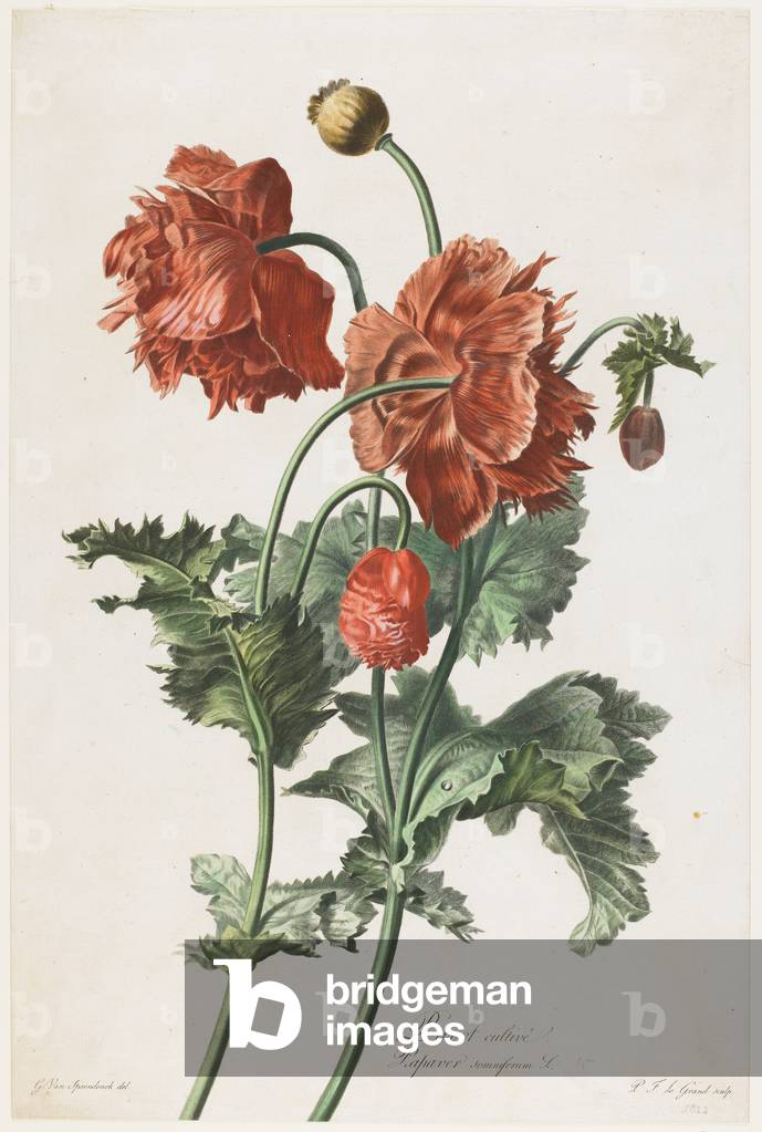 Image of Engraving depicting Pavot cultive, 18th- c.1800 century by Gerard van Spaendonck