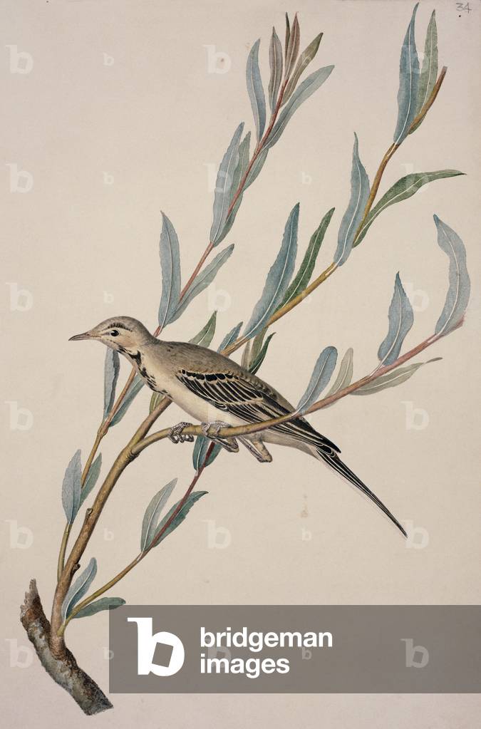 Image of Print depicting Motacilla alba by William MacGillivray