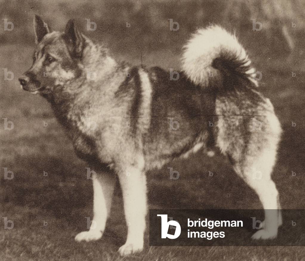 Hunde: The Elkhound (s/w Foto)
