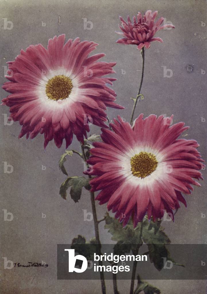 Image of Photography depicting Percy Arnold (colour photo) 1901 by English Photographer