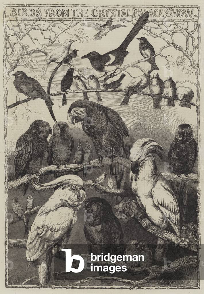 Birds from the Crystal Palace Show (engraving) by Harrison William Weir, b/w