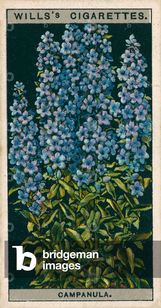 Immagine di Stampa "Coltura di fiori in vaso: Campanula a camino (chromolitho)" 1901 di English School