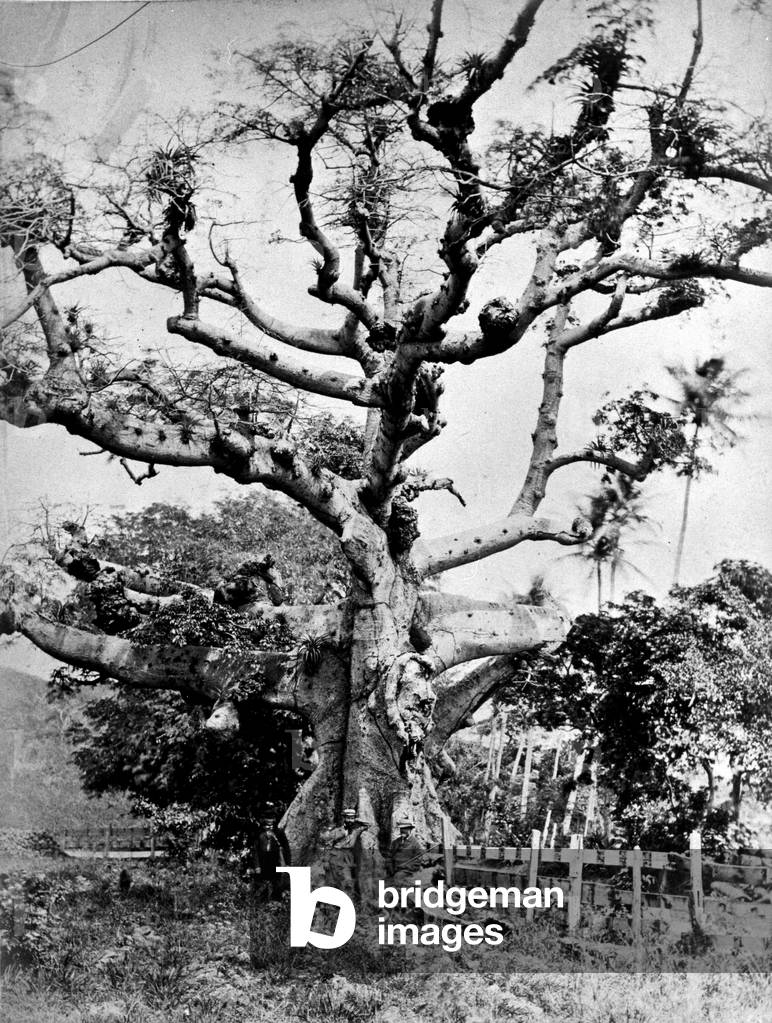 "Seidenbaumbaum in St. Thomas", b/w