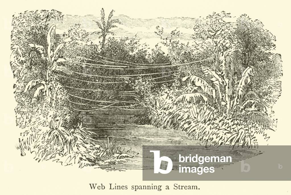 Web Lines spanning a Stream (engraving)