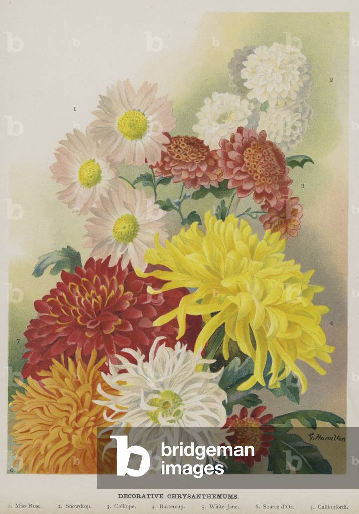 "Crisantemi decorativi (chromolito)" di Gertrude Hamilton