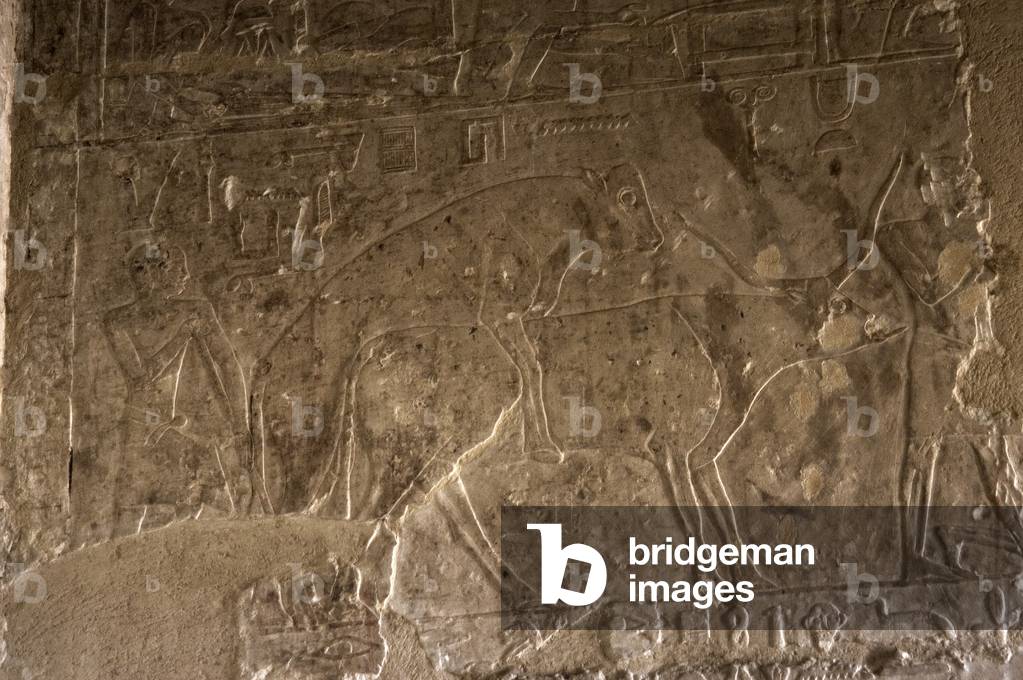 Ägyptische Kunst. Nekropole von Saqqara. Mastaba. Entlastung. Kopulation zwischen einem Ochsen und einer Kuh. 