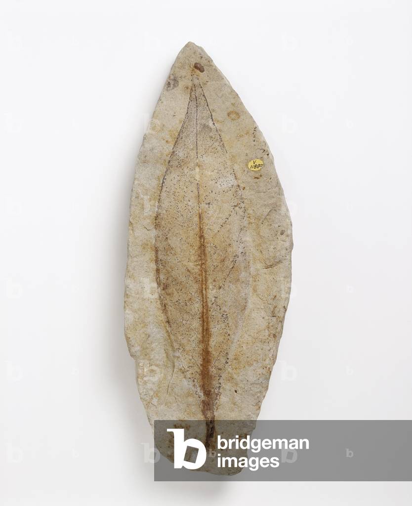 Feuille fossile d'une plante à floraison précoce