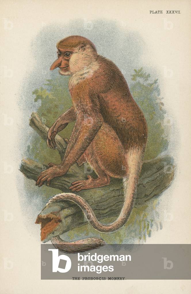 The Proboscis Monkey (colour litho) by English Artist
