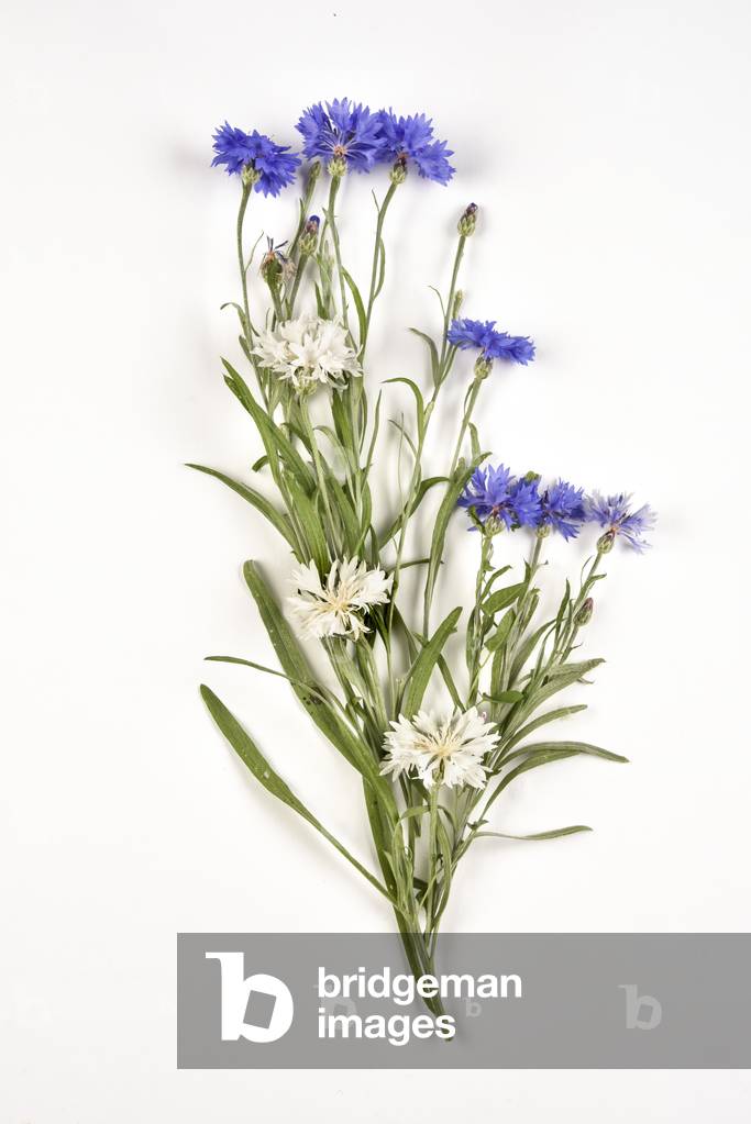 Blaue Blumen der Kornblume (Foto)