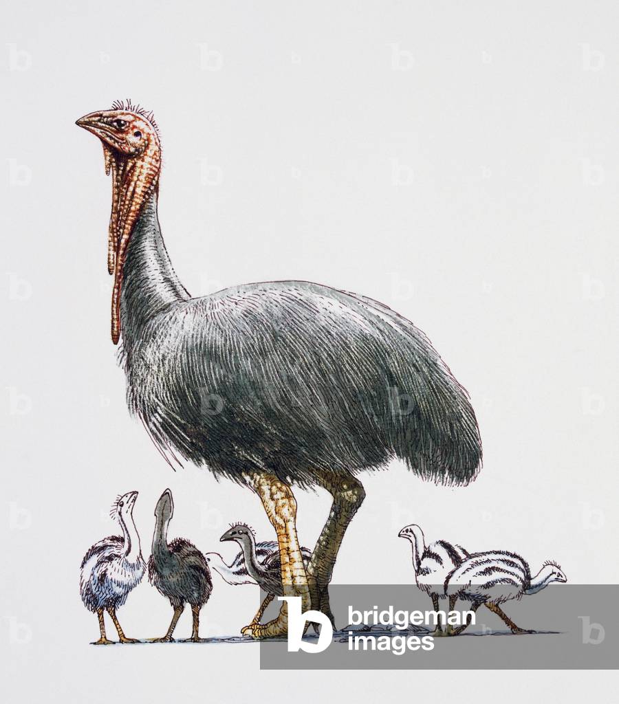 Dromornis sp, Dromornithidae, Late Miocene-Early Pliocene. Artwork by James Robins
(photo)