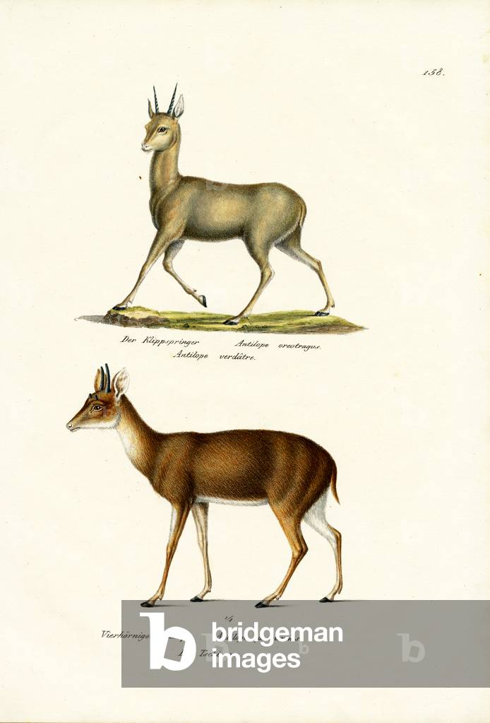 Klipspringer, 1824 (colore lito)