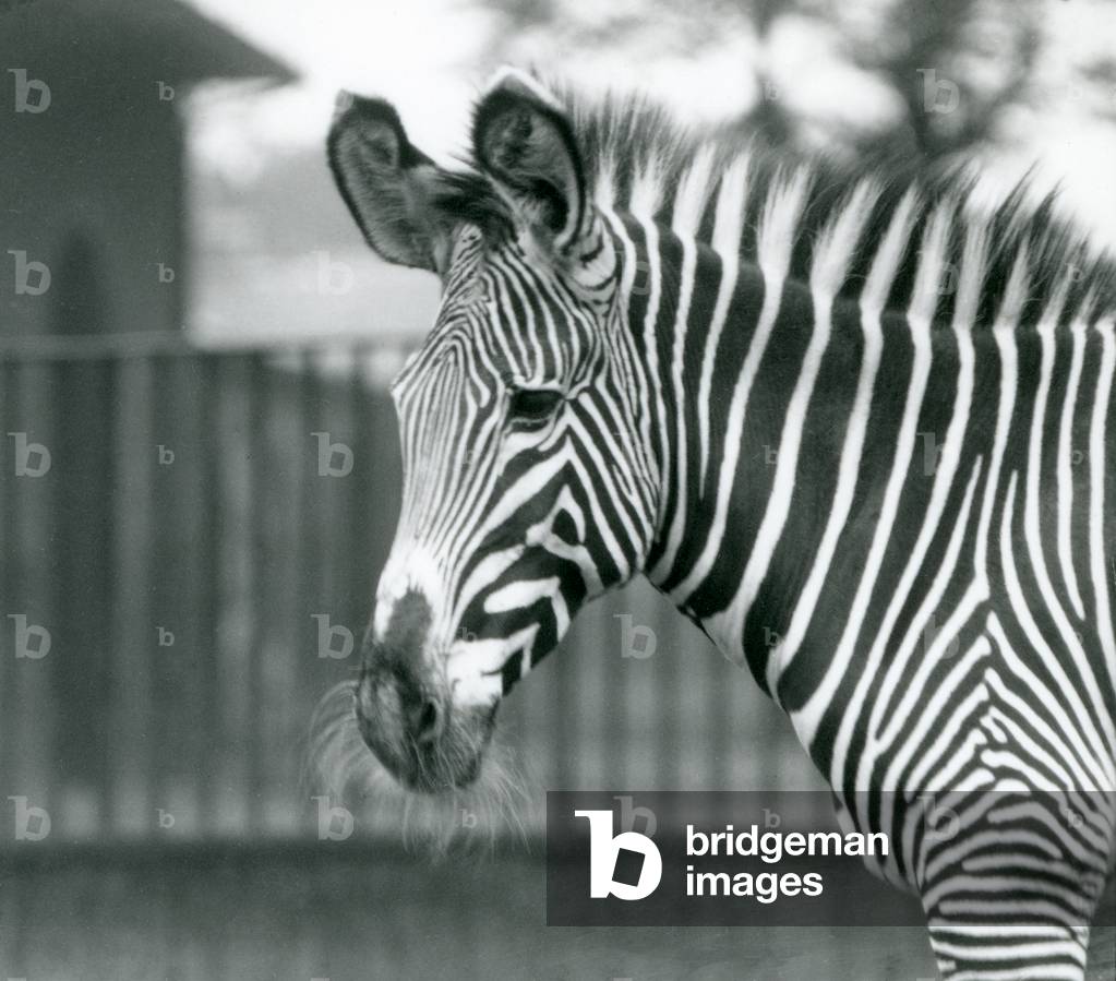 Un femmina/jenny in pericolo Grevy 's Zebra, London Zoo, Luglio 1926 (foto in b/n)